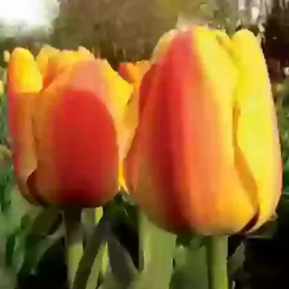 Darwin Hybrid Tulips
